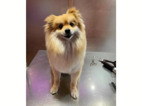 فروش گربه بریتیش