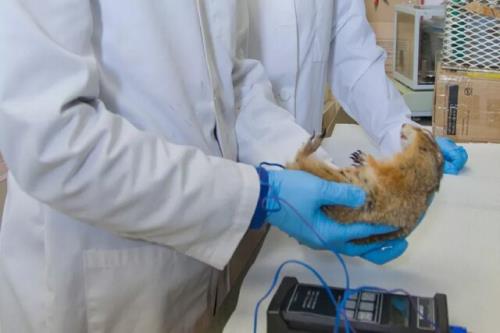 تقلب ناسا از روی دست سنجاب های قطبی!