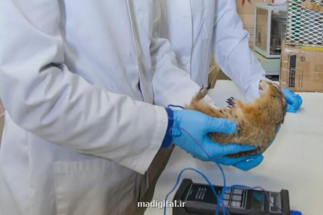 تقلب ناسا از روی دست سنجاب های قطبی!