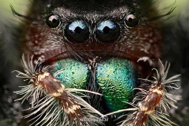 گرسنگی عنکبوت ها را نابینا می کند