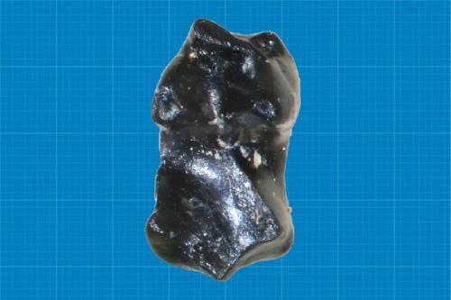 کشف فسیل ۷۳ میلیون ساله یک موش منقرض شده در آلاسکا