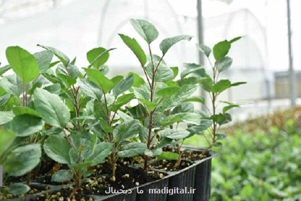 ارتقای کیفیت و کارایی نهال های پایه با فناوری بومی