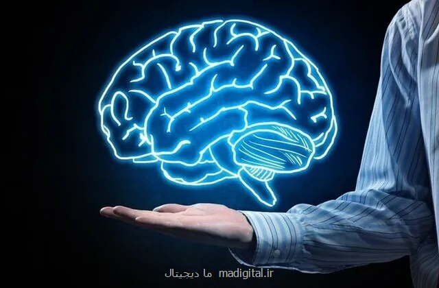 آیا اندازه مغز به میزان هوش ربط دارد؟