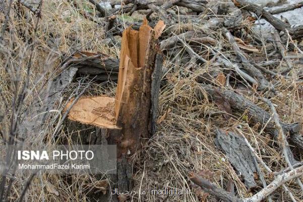 ماجرای قطع درختان جنگلی در شمال كشور چیست؟