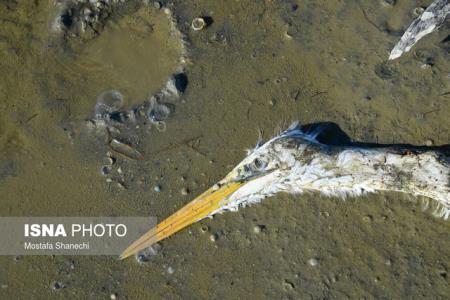 مشاهده آنفلوآنزای فوق حاد پرندگان در سه استان كشور