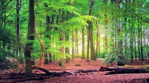 جنگل ها بزرگراه دوطرفه در سیستم آب و هوایی